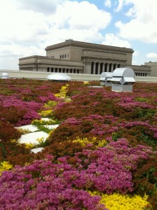 Green-Roof-in-bloom-224x300