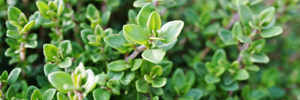 thyme-zhg