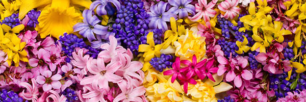 flowers-zhg