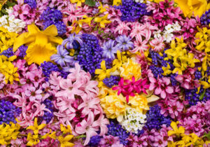 Pink, purple, and yellow flowers