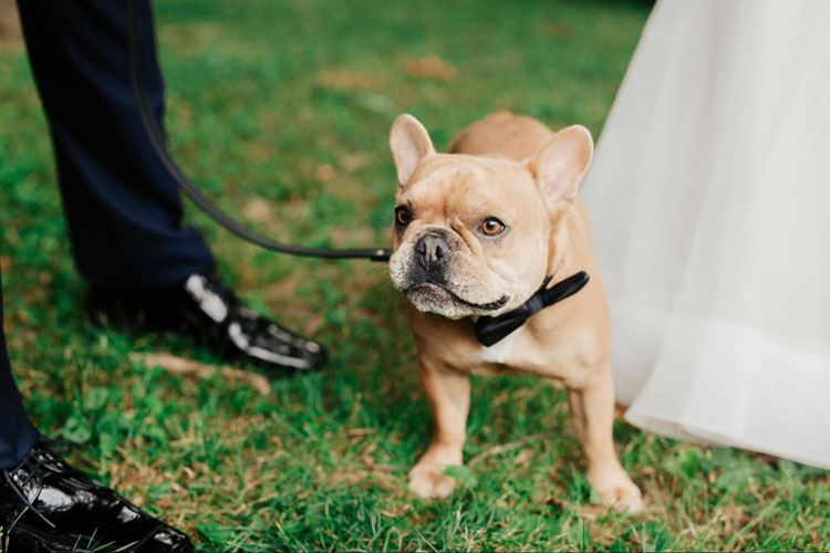 Bring Pet to Your Wedding