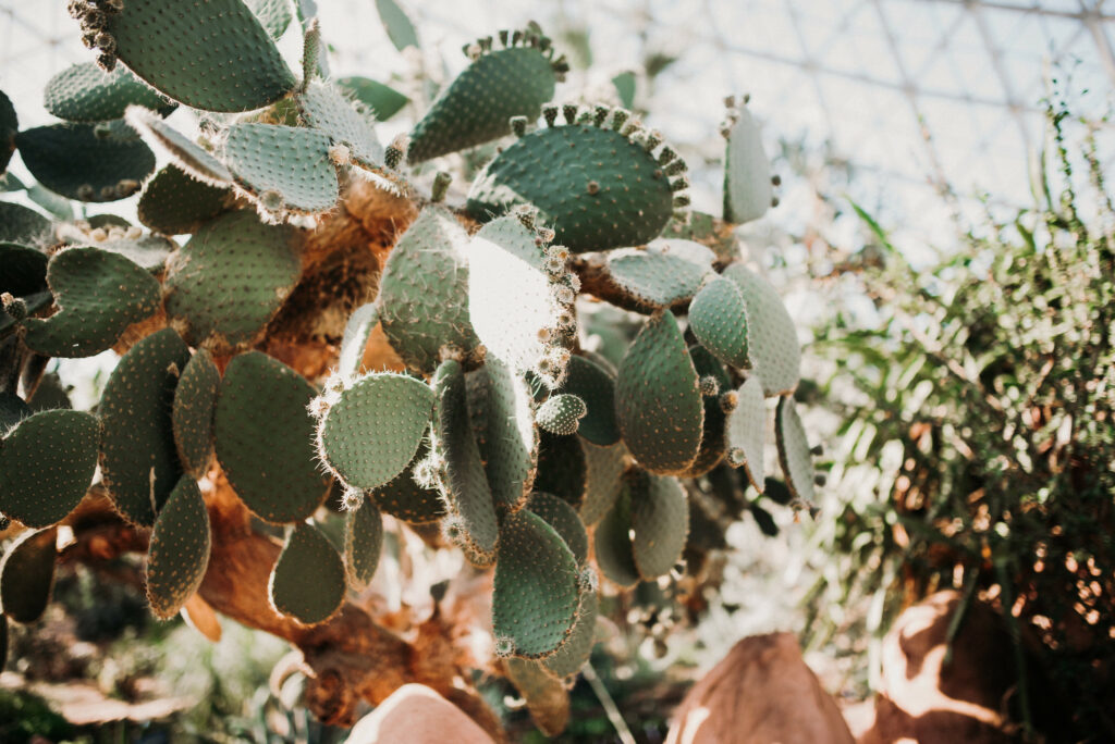 cactus wedding decor