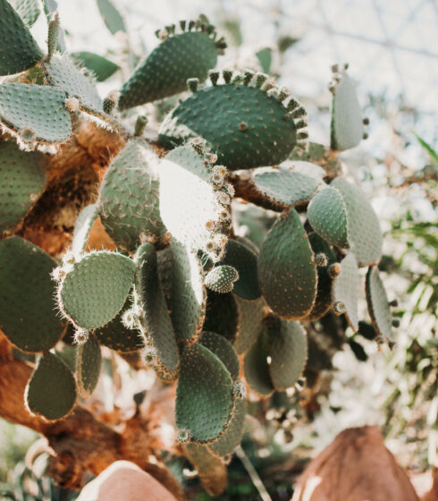 cactus wedding decor